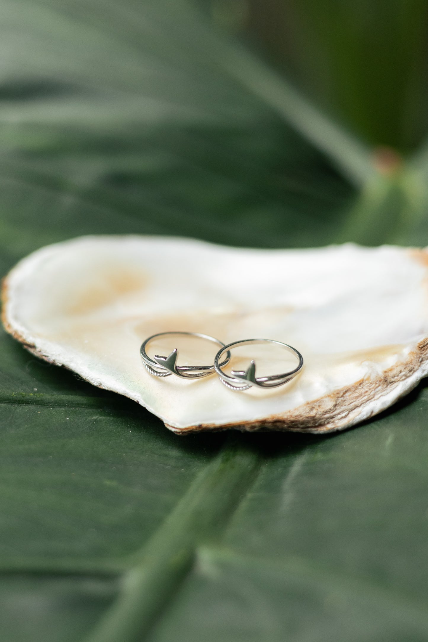 Anillo colita de ballena